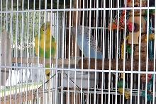 Hooter and Scooter