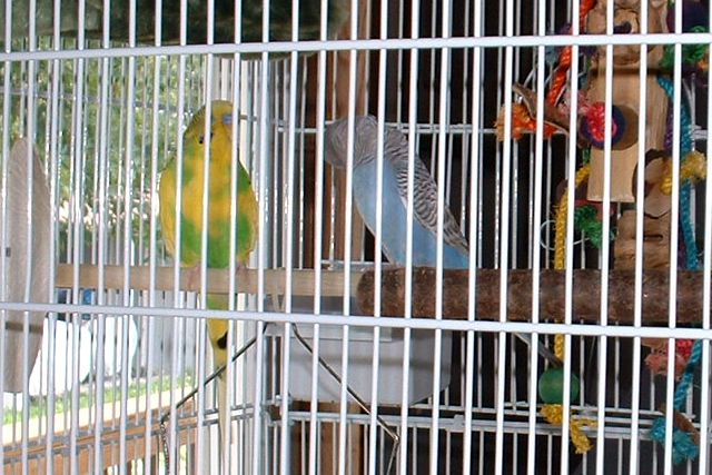 Hooter and Scooter