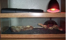 basic setup for fence lizard