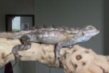 WC Female Fence Lizard