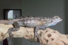 WC Female Fence Lizard