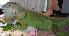 laying around on his food.