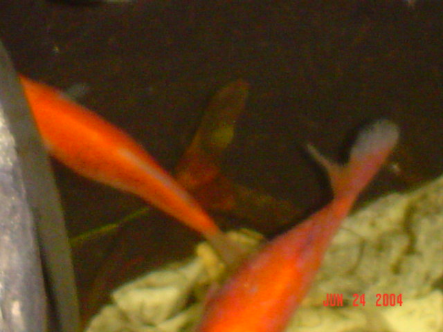 Is my fish sick?