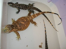 BT bathing