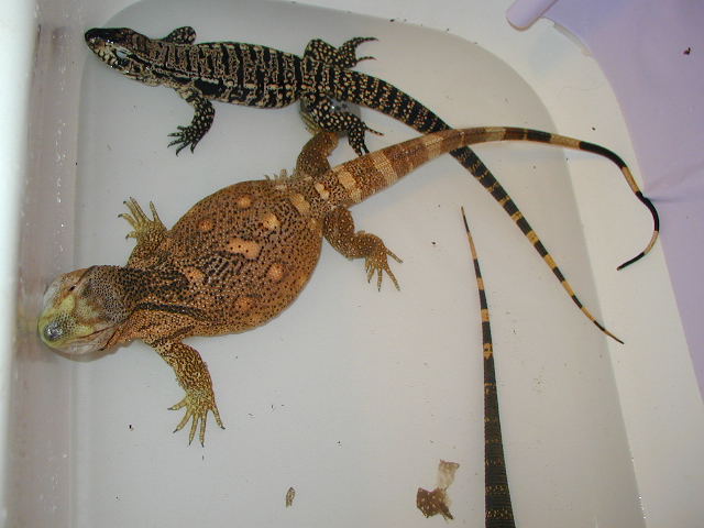 BT bathing