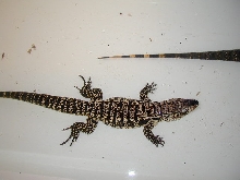 Male Tegu