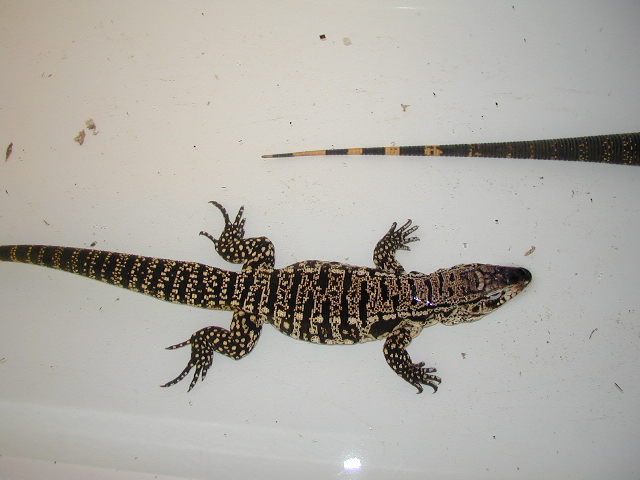 Male Tegu