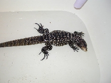 Female Tegu
