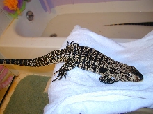 male