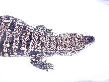 male