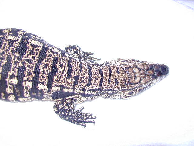 male