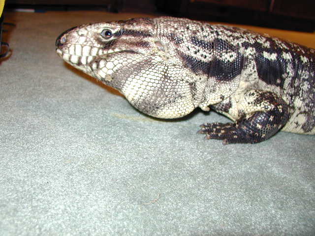 another Jowl shot