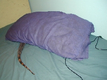 Taz hiding