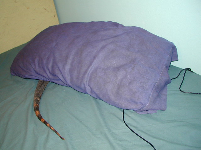 Taz hiding