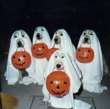 Trick or Treat!