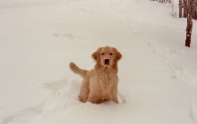 Snow? What snow?