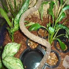 New Anoles Cage