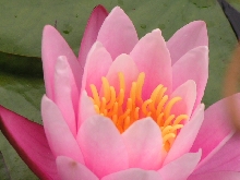 Pink Sensation