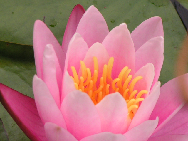 Pink Sensation