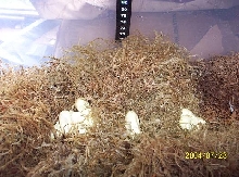 speckeled kingsnake eggs
