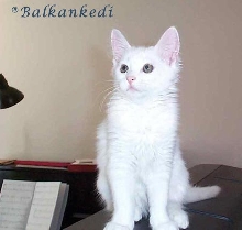 Balkankedi's Byala