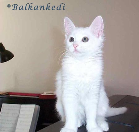 Balkankedi's Byala