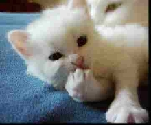 Turkish Angora kittren - 4 weeks old