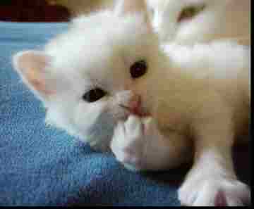 Turkish Angora kittren - 4 weeks old
