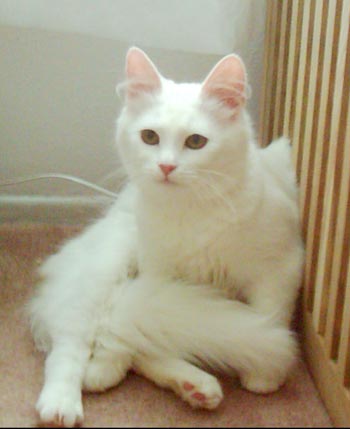 Lilit
