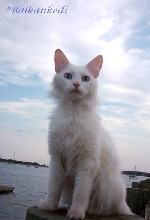 The Sea Cat Vezir