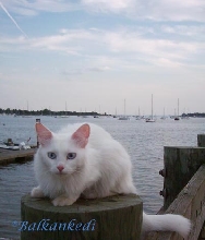 The Sea Cat Vezir