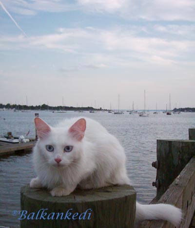 The Sea Cat Vezir