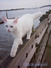 The Sea Cat Vezir