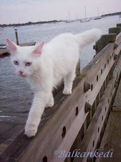 The Sea Cat Vezir