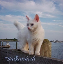 The Sea Cat Vezir