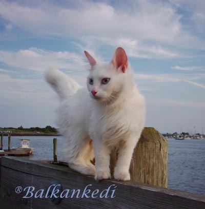 The Sea Cat Vezir