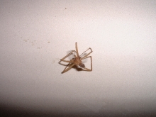 baby recluse?