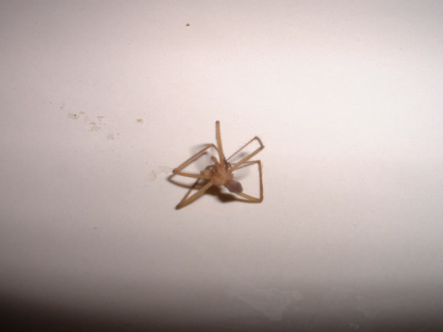 baby recluse?