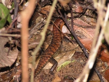 adult S. cumingi