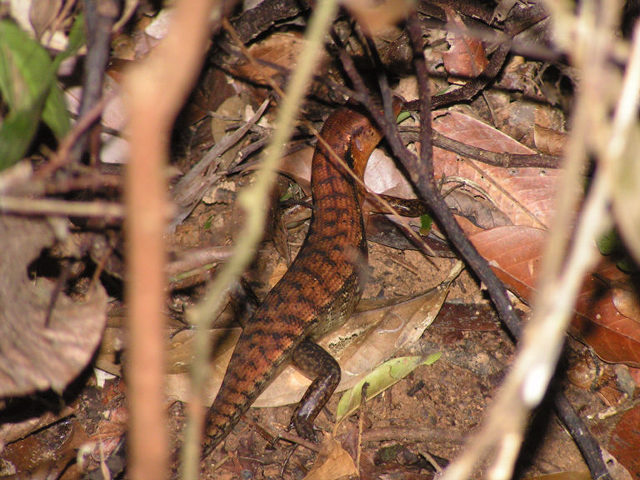 adult S. cumingi