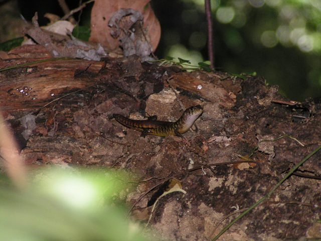 juvie Sphenomorphus cumingi