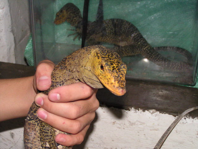 olivaceus at pet market