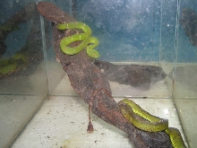 nice Pit Vipers for about 10 bucks