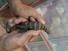 what a sweet little CBB olivaceus baby