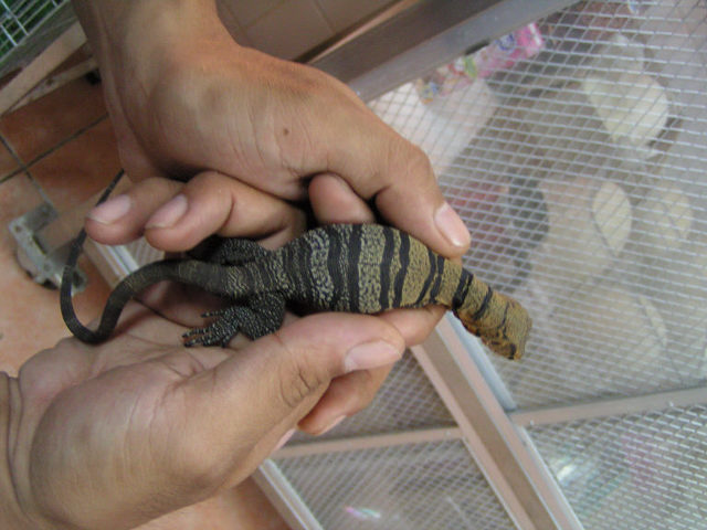 what a sweet little CBB olivaceus baby