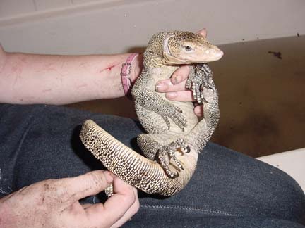 Male indicus