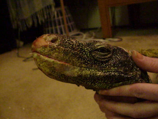 corcky head