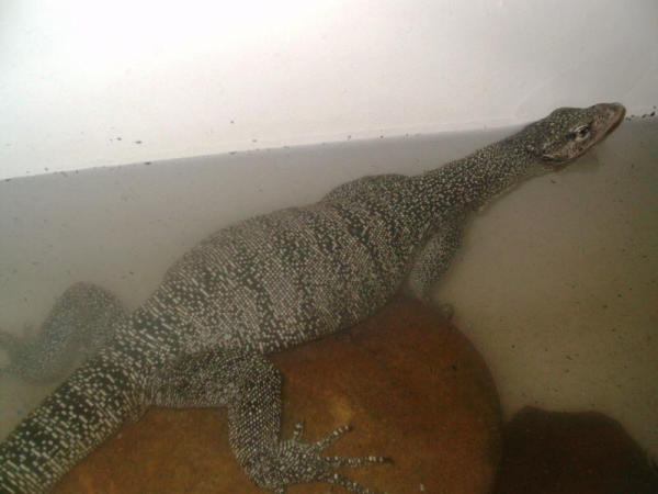 female indicus