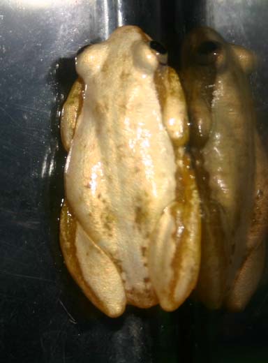 reed