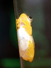 reed belly